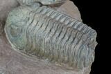 Triple Austerops Trilobite - Jorf, Morocco #95483-11